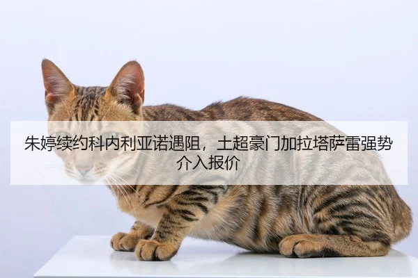 zhu-ting-xu-yue-ke-nei-li-ya-nuo-yu-zu-tu-chao-hao-men-jia-la-ta-sa-lei-qiang-shi-jie-ru-bao-jia-2-887.jpg